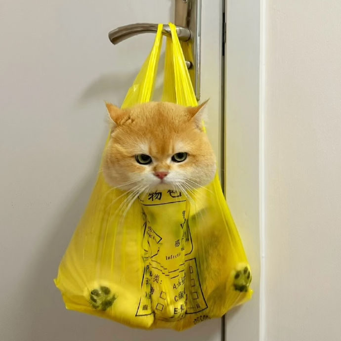 ghswyuhk.lens Lens social identity (.lens handle) PFP