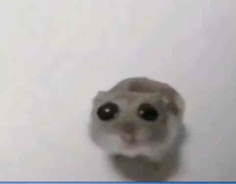 Mehdi's Lens avatar
