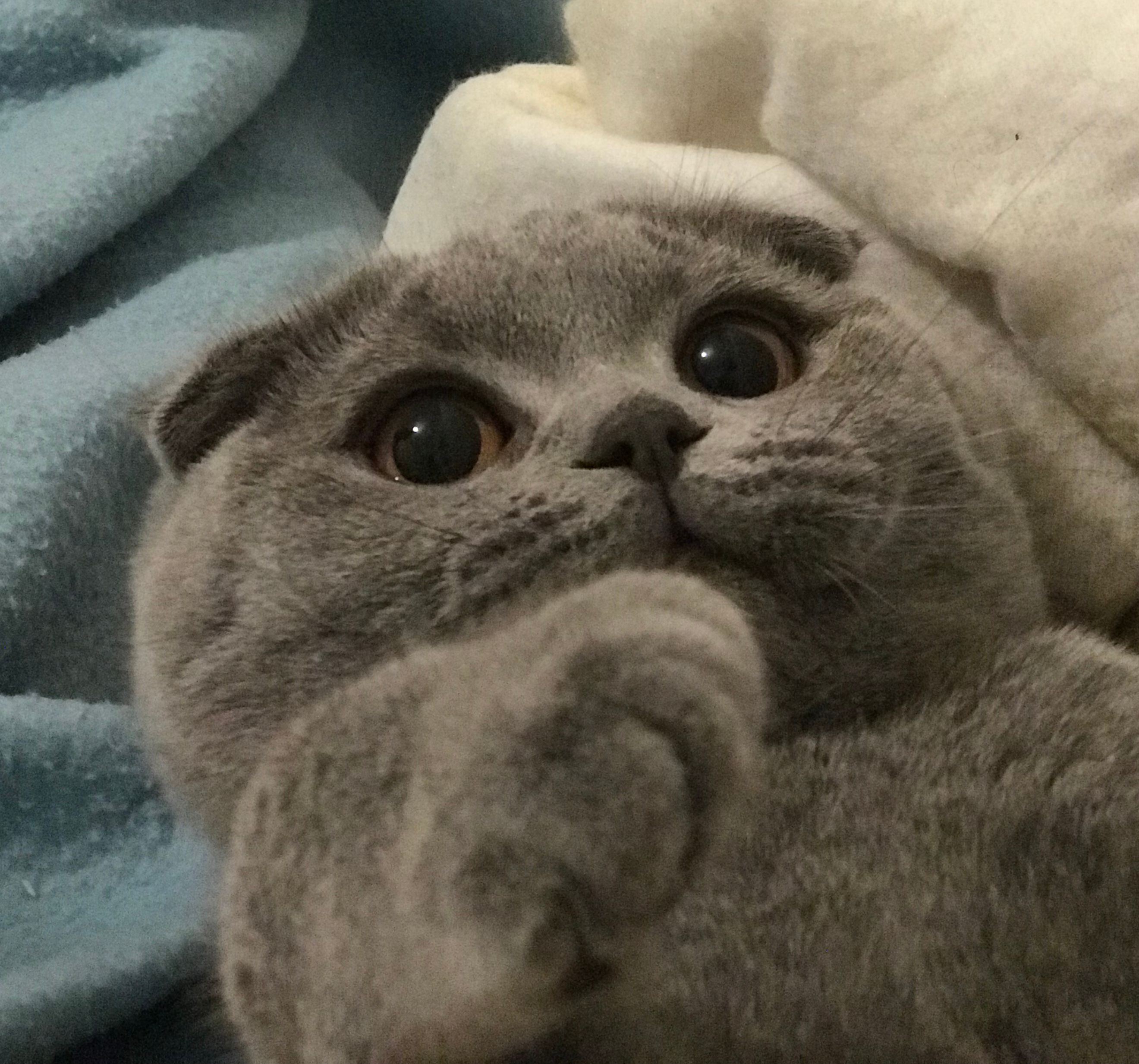 Catbus ◱ ◱'s Lens avatar