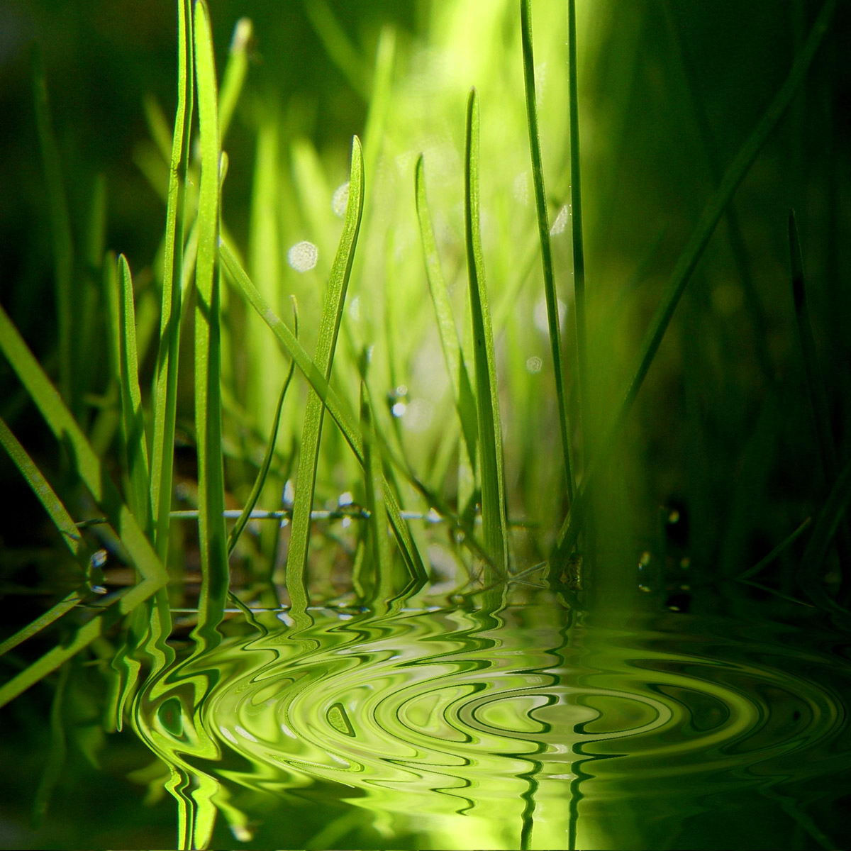 Armen (meganprobex3.lens) Lens social identity (.lens handle) PFP