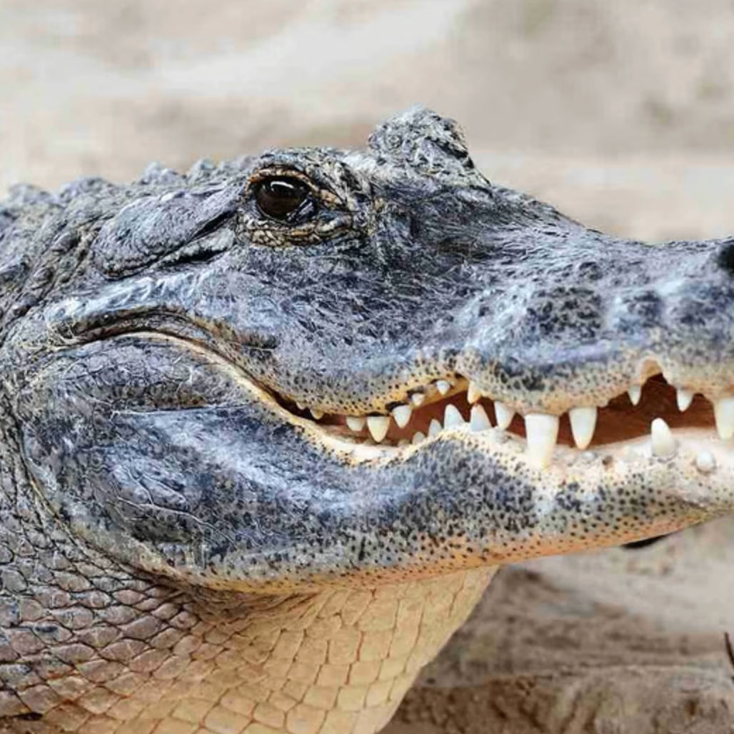 masim (masim.lens) Lens social identity (.lens handle) PFP