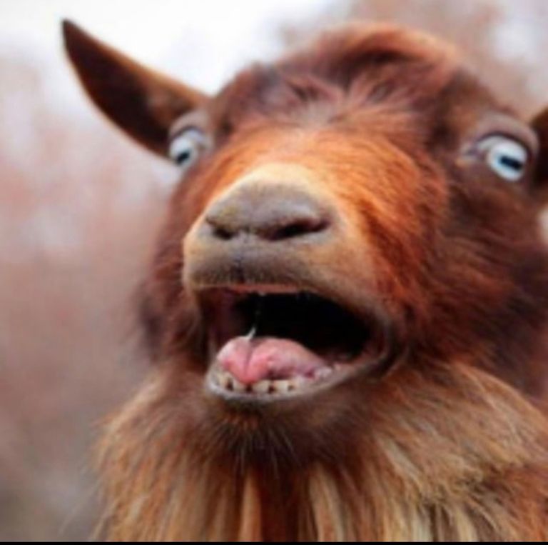 The Goats's Lens avatar