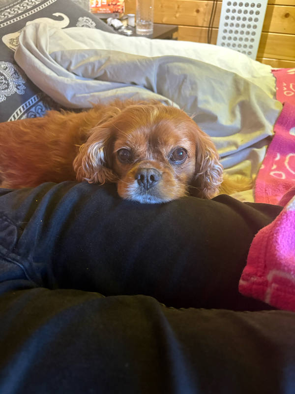 A ruby Cavalier King Charles Spaniel resting his chin on a black cushion on a bed, looking straight at the camera, pink blanket to one side