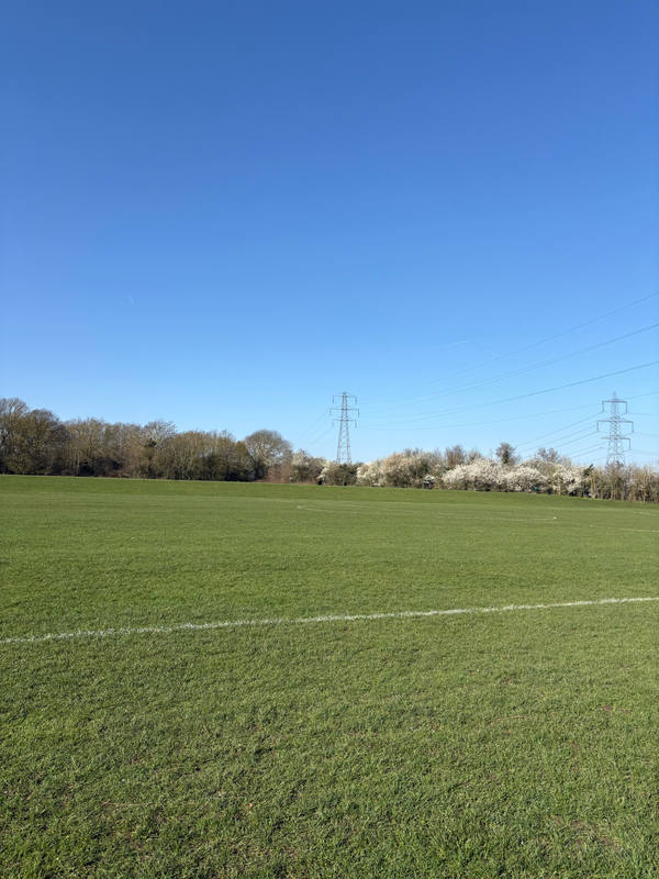 A wide mown playing field under a cloudless blue sky, a line of blossoming trees and an electricity pylon on the far boundary