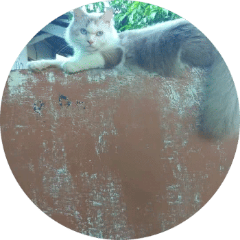 kalempongjawi (hederaeth.lens) Lens social identity (.lens handle) PFP