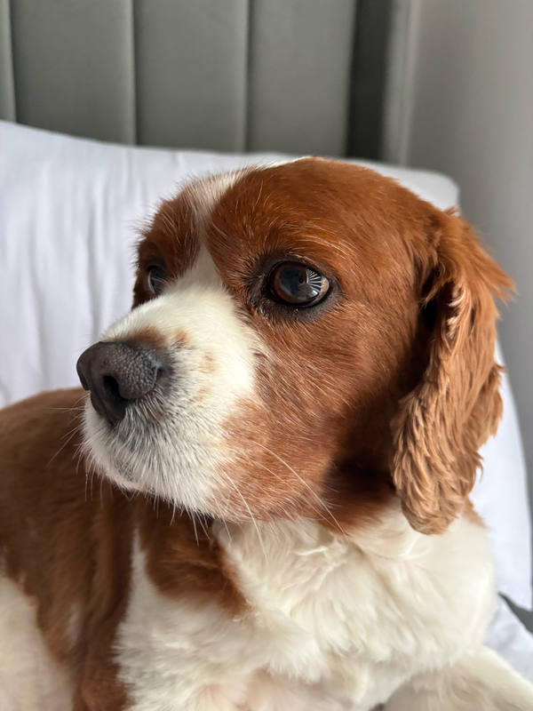 A chestnut and white Cavalier King Charles Spaniel sitting up on white bedding against a pale green headboard, looking off to the side
