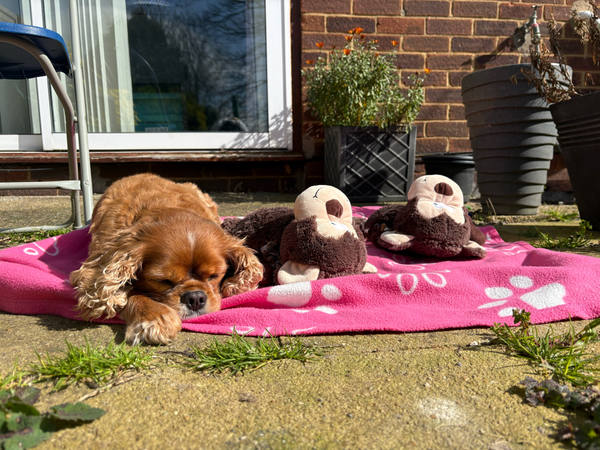 A ruby Cavalier King Charles Spaniel asleep on a pink blanket in a sunny garden, two knitted toy animals propped up beside him