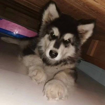MKS1990(Ø,G)'s Lens avatar