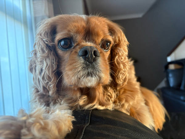 A ruby Cavalier King Charles Spaniel sitting on a lap in strong low sunlight, backlit ears glowing, a window blind behind