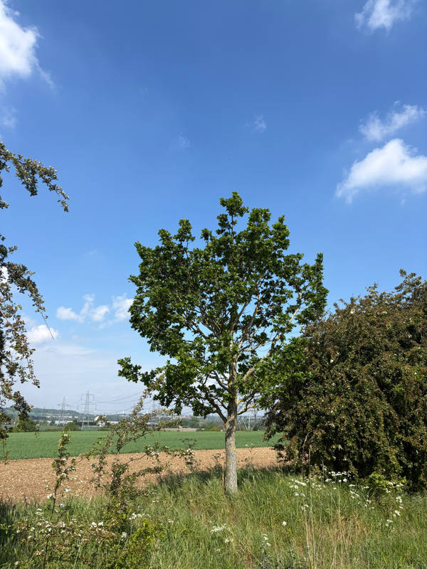 A single broad-leafed tree standing in a wildflower meadow under a blue sky scattered with cumulus, farmland stretching away behind