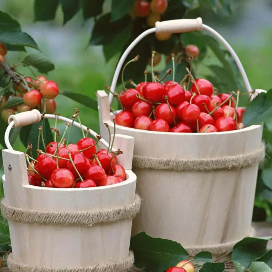 Timo (wbank.lens) Lens social identity (.lens handle) PFP