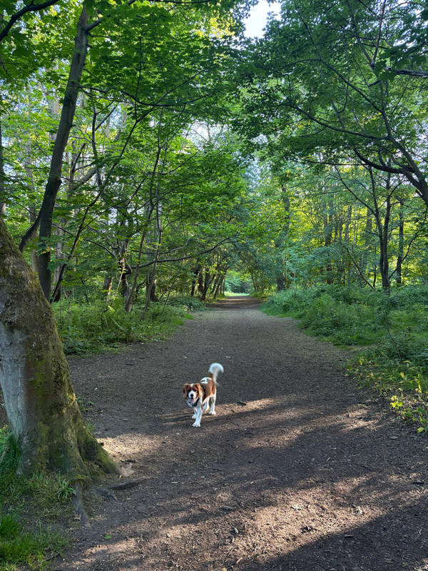 A chestnut and white Cavalier King Charles Spaniel trotting toward the camera down a dirt path through dense summer woodland, dappled light in the canopy