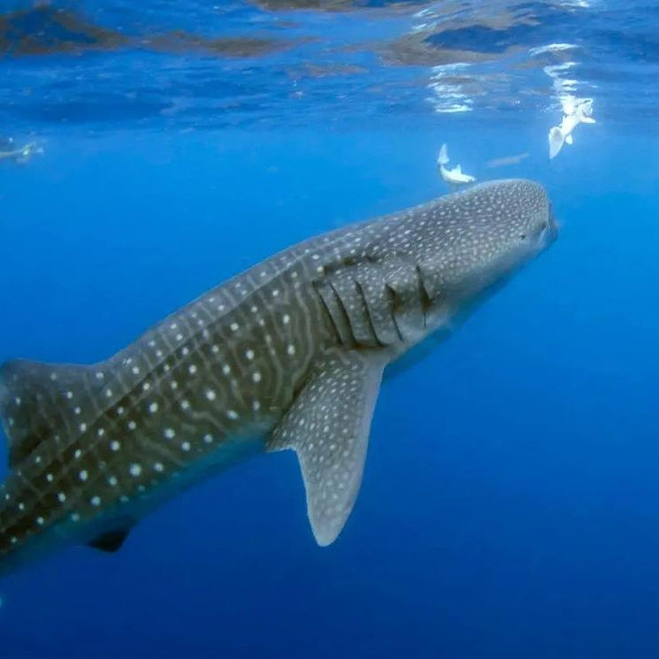 Beloved (22989.lens) Lens social identity (.lens handle) PFP