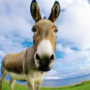 Miss you (yaubw.lens) Lens social identity (.lens handle) PFP