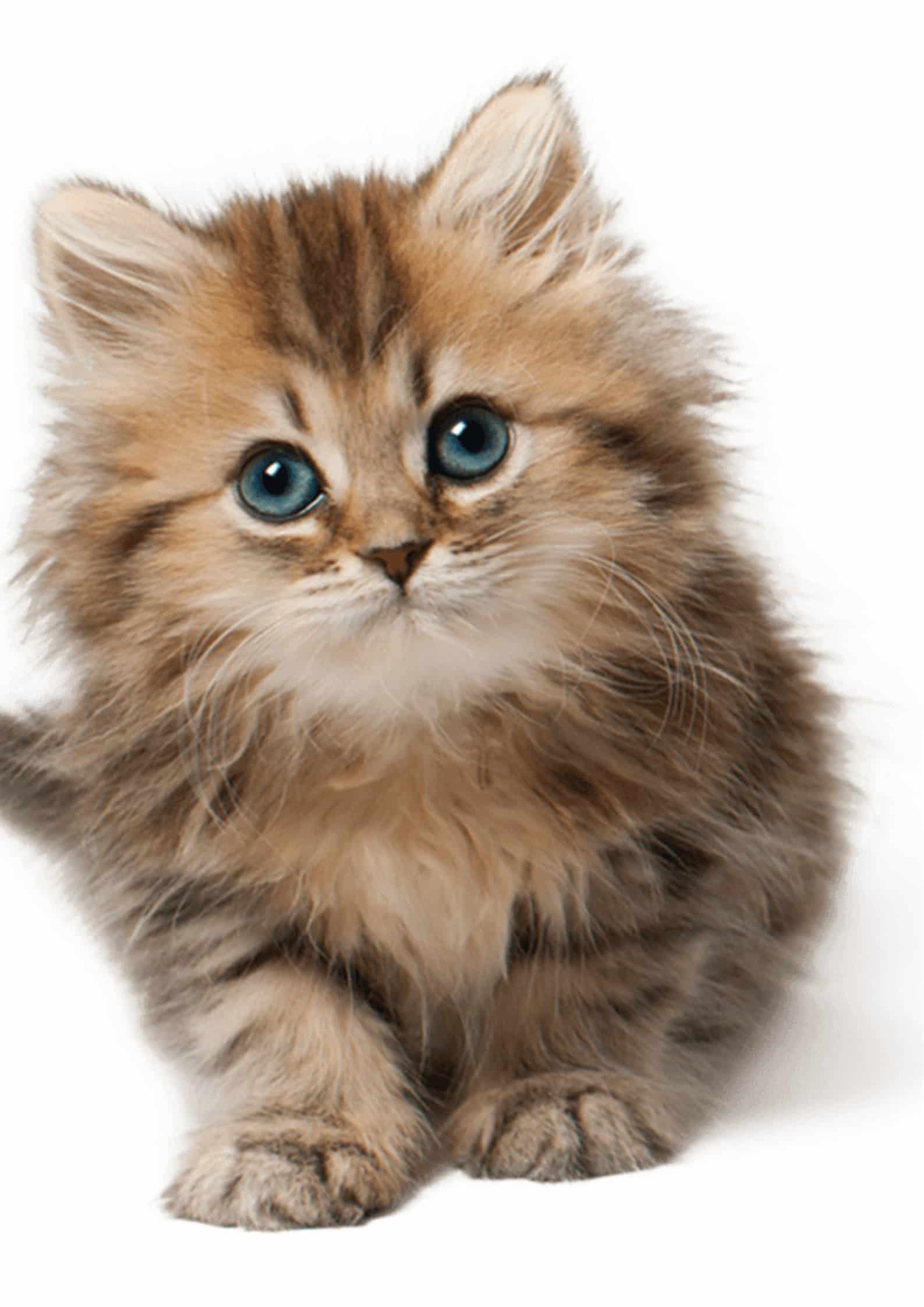 CaoTri (caominhtri789.lens) Lens social identity (.lens handle) PFP