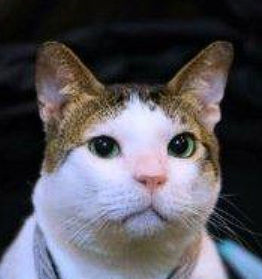 Jack's Lens avatar