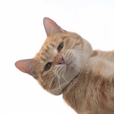 besscara9 (besscara9.lens) Lens social identity (.lens handle) PFP