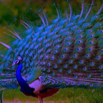 mahakaldivana (mahakaldivana.lens) Lens social identity (.lens handle) PFP