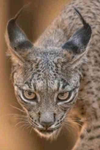 iberlinx (riyant.lens) Lens social identity (.lens handle) PFP