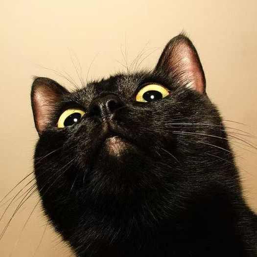 degbhj.lens Lens social identity (.lens handle) PFP