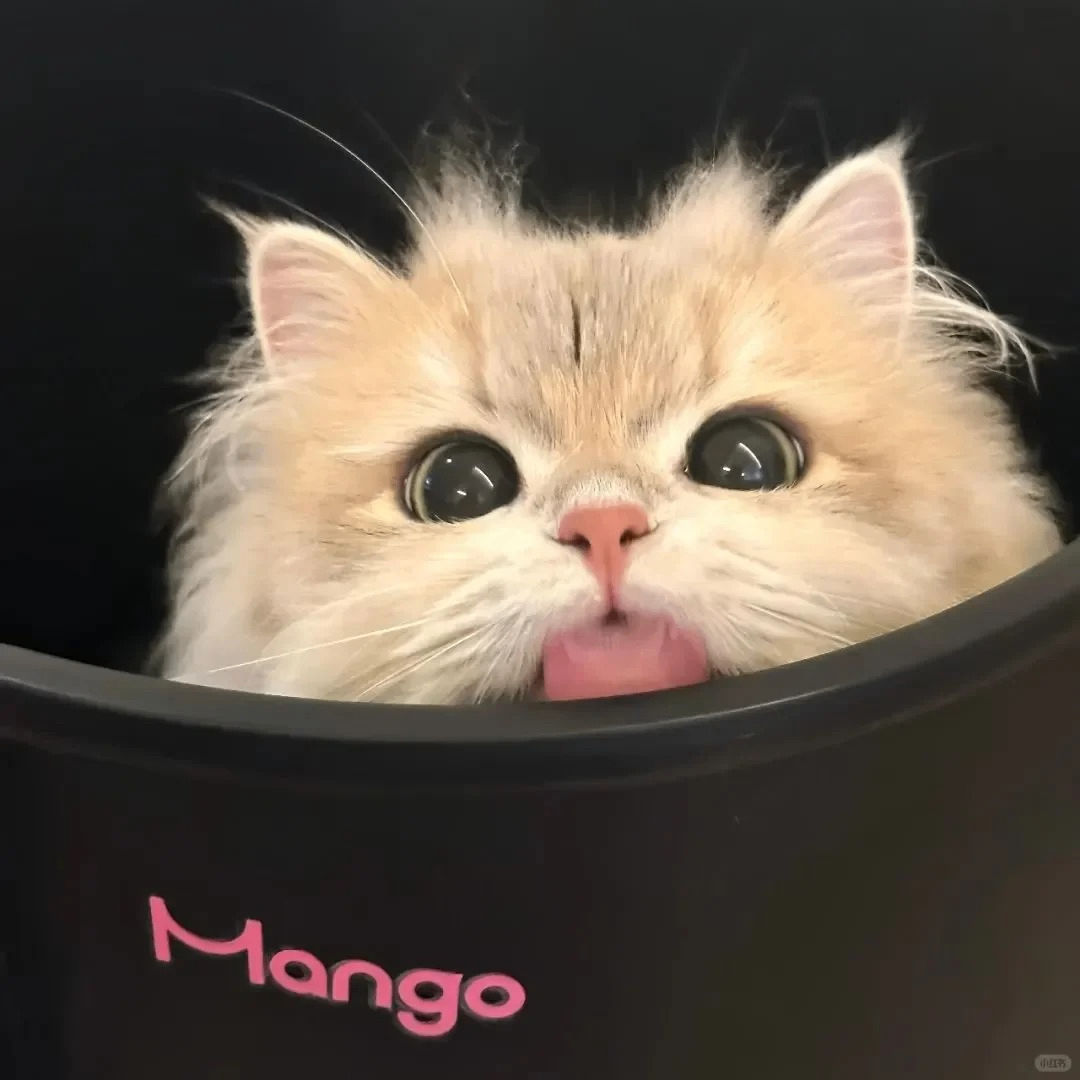 Echolay (echolay.lens) Lens social identity (.lens handle) PFP