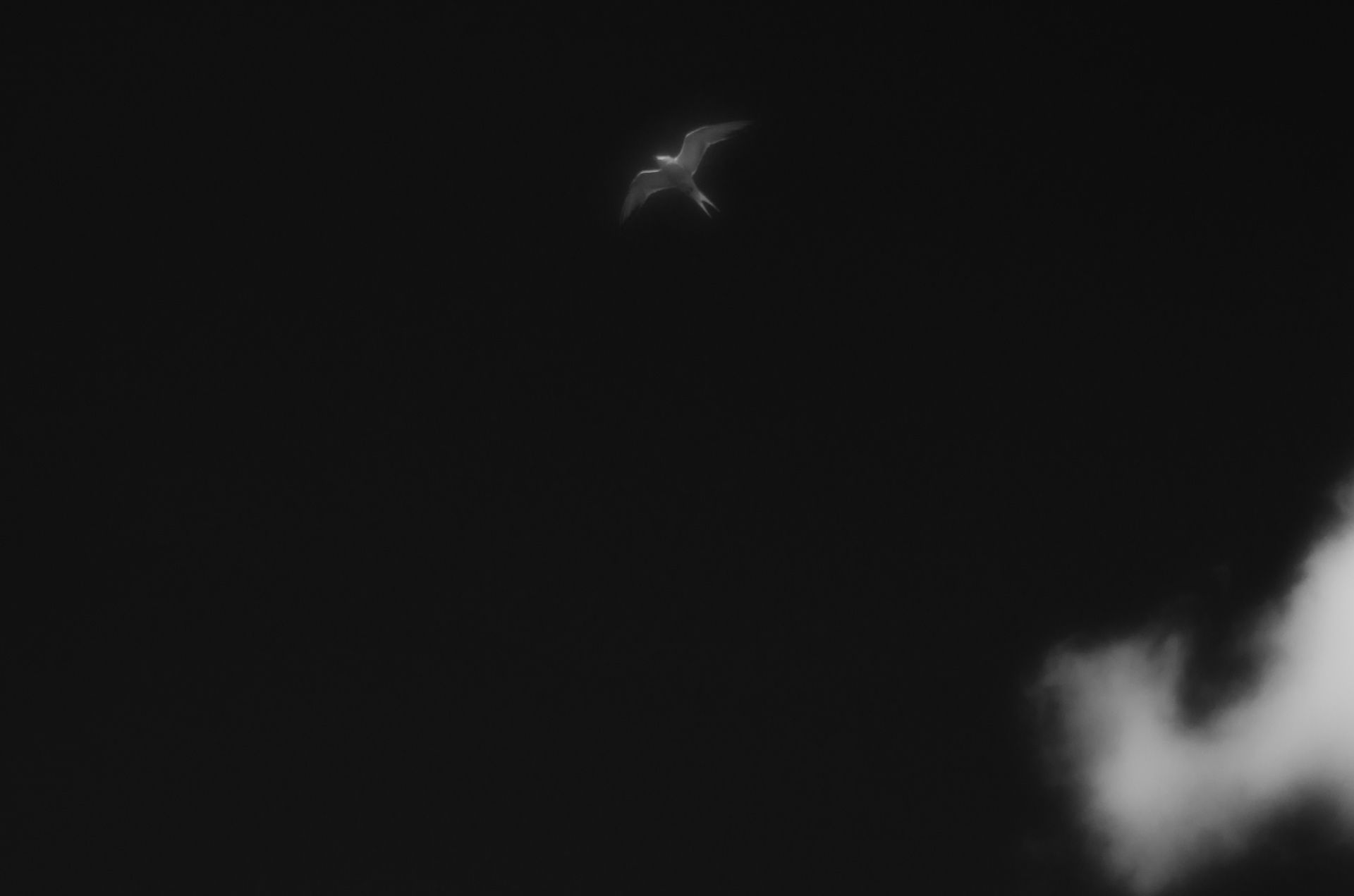 xvm (xvedm.lens) Lens social identity (.lens handle) PFP