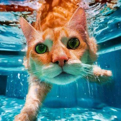 HodlHero (spacexxxx377436.lens) Lens social identity (.lens handle) PFP