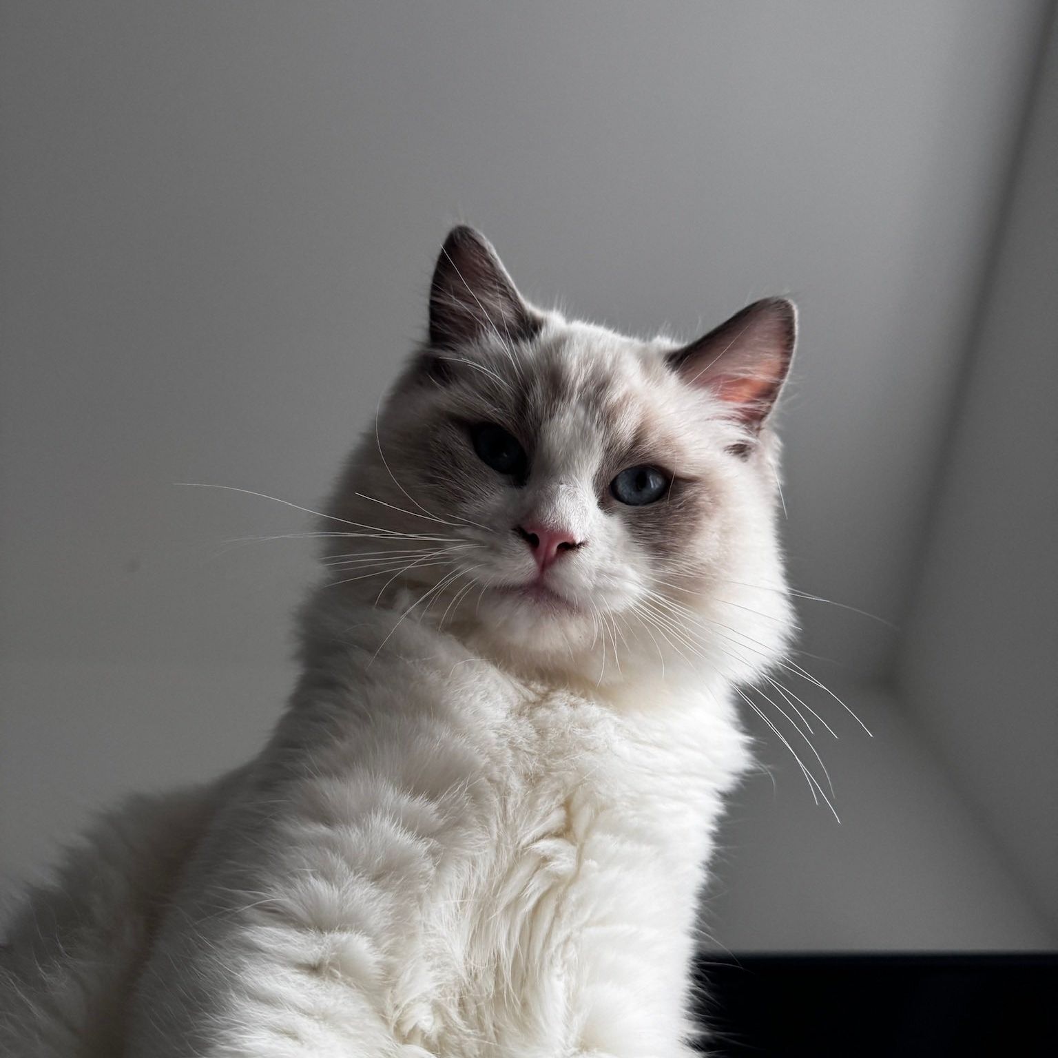 Sully's Lens avatar