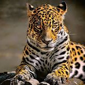 Manase (manase.lens) Lens social identity (.lens handle) PFP