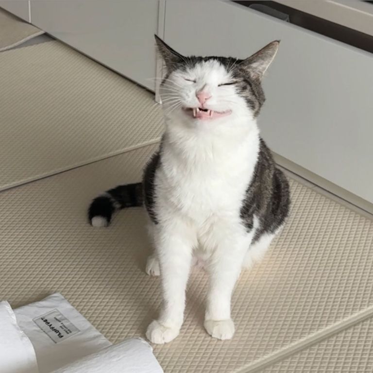 CuteKittyVibes's Lens avatar