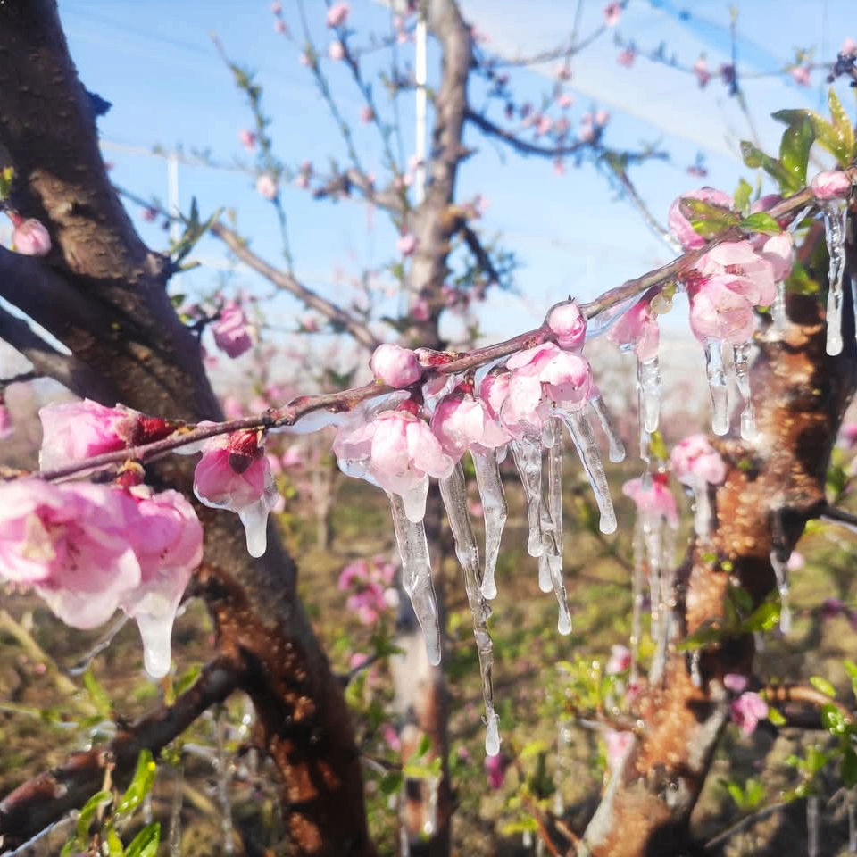 huriye (hry42.lens) Lens social identity (.lens handle) PFP