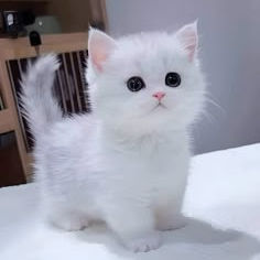 Nguyen Ha (usben.lens) Lens social identity (.lens handle) PFP