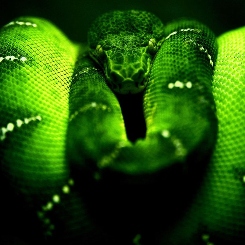 trunov24542.lens Lens social identity (.lens handle) PFP