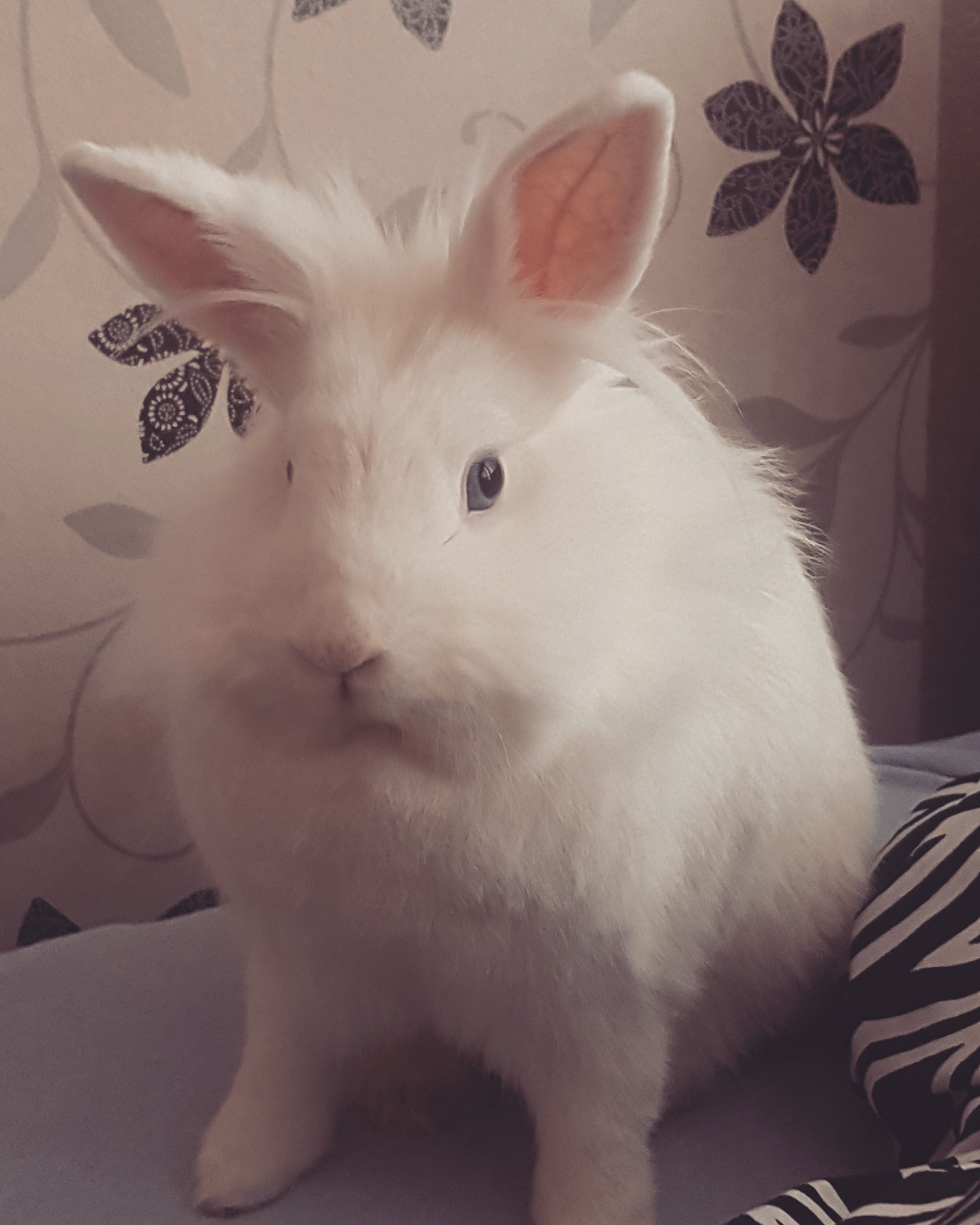 crypton (nftbeats.lens) Lens social identity (.lens handle) PFP