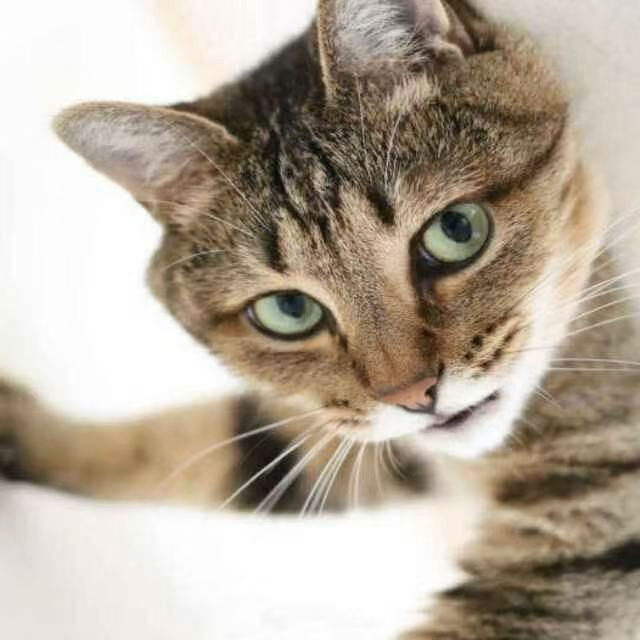 bgwrghj.lens Lens social identity (.lens handle) PFP