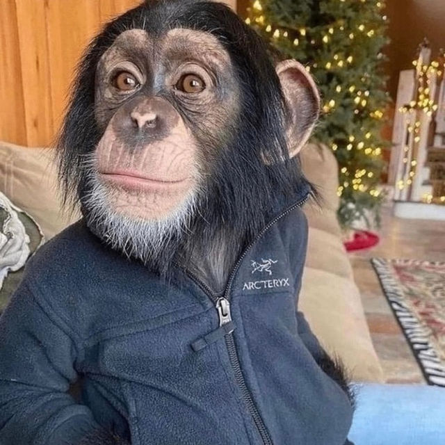 twizzydoin (lazilazzy.lens) Lens social identity (.lens handle) PFP