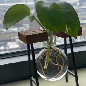 Albert Deler Hernandez (myopatio.lens) Lens social identity (.lens handle) PFP