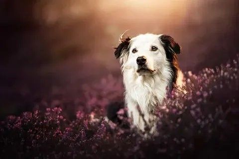 vafsdv's Lens avatar
