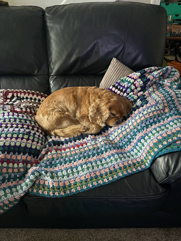 A ruby Cavalier King Charles Spaniel curled asleep on a black leather sofa under a striped crocheted blanket