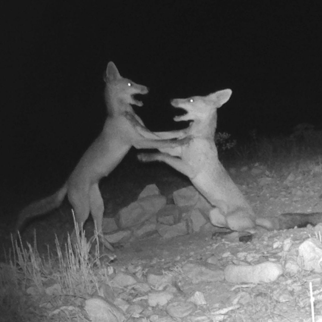 herme32 (h323232.lens) Lens social identity (.lens handle) PFP