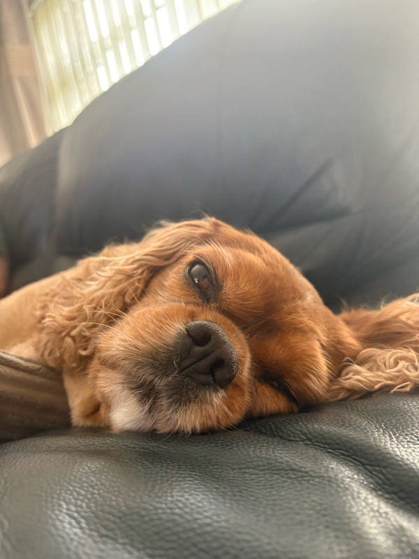 A ruby Cavalier King Charles Spaniel lying with his chin on a dark leather sofa, eyes half closed in the afternoon light