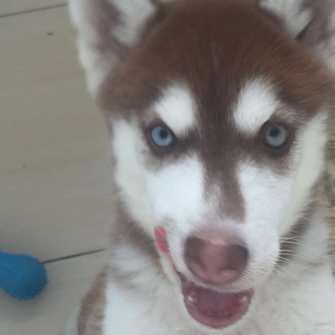 Nannan ◱ ◱ (tommyn08131279.lens) Lens social identity (.lens handle) PFP