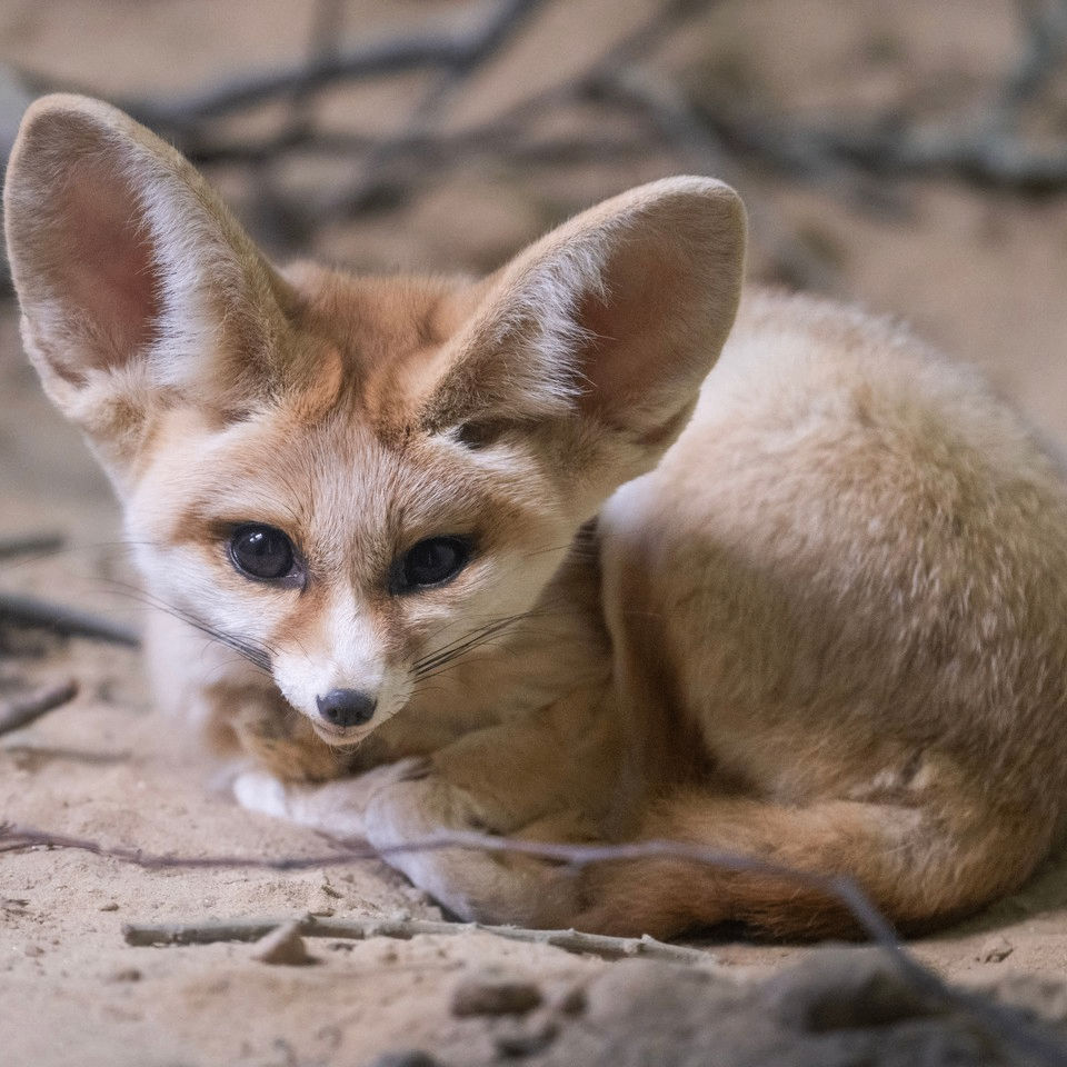 ding (dinghy.lens) Lens social identity (.lens handle) PFP