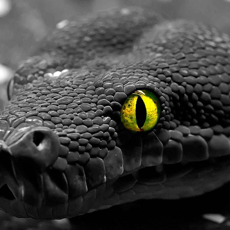 Luda (gorbachevaxxx.lens) Lens social identity (.lens handle) PFP