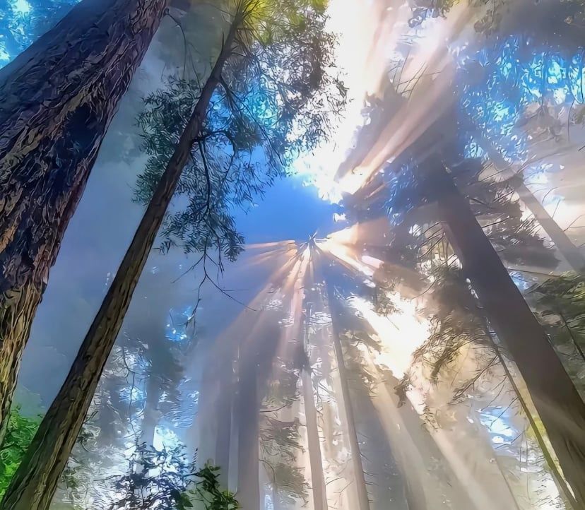 Pass's Lens avatar