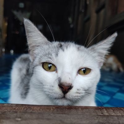 djakarta.g's Lens avatar