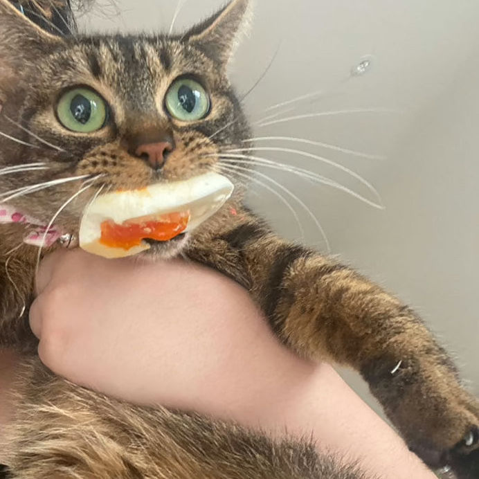 dfjj23.lens Lens social identity (.lens handle) PFP