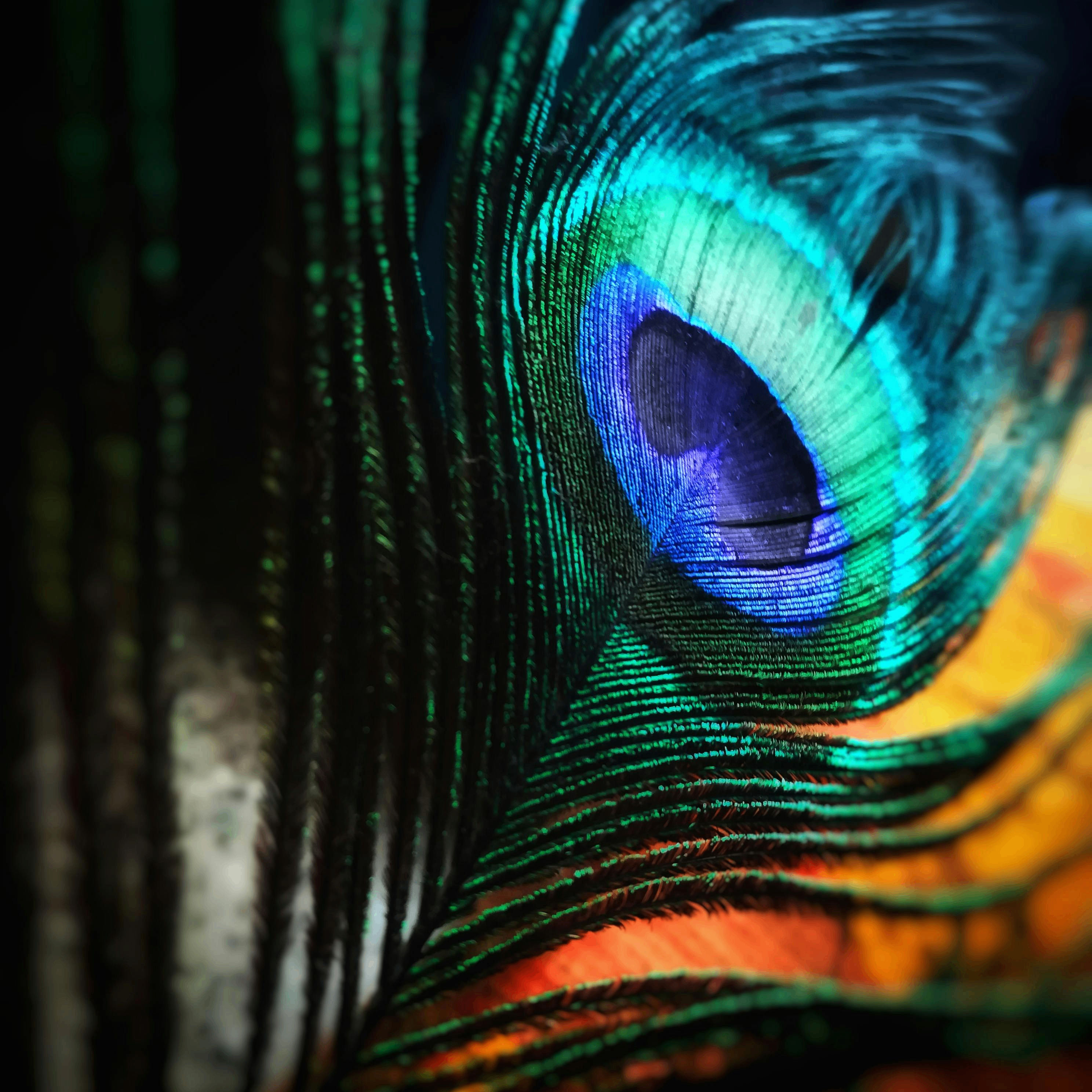 Tejas's Lens avatar