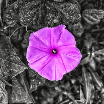 Phoenix 🌿's Lens avatar
