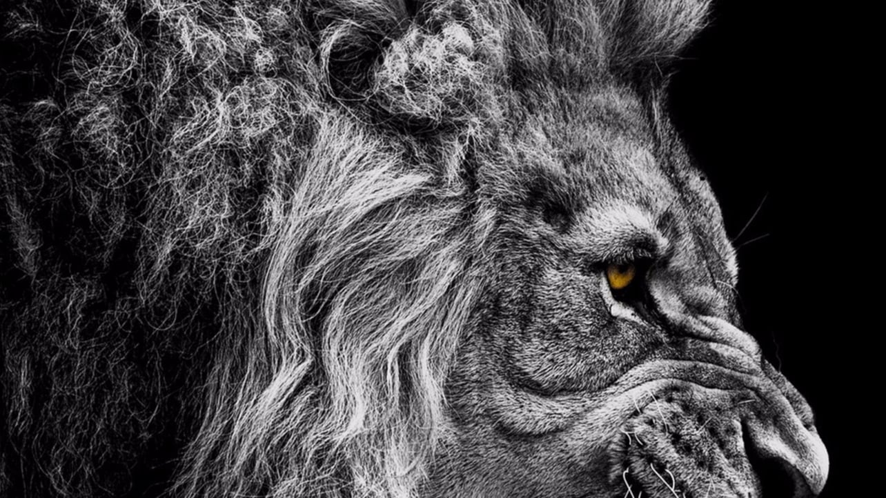 chamara ranasinghe's Lens avatar